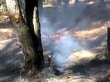 В Воронеже сотрудники Госавтоинспекции предотвратили лесной пожар