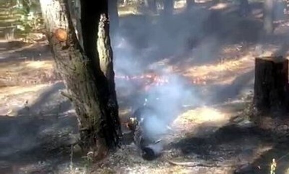 В Воронеже сотрудники Госавтоинспекции предотвратили лесной пожар