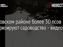 В Кировском районе более 30 псов терроризируют садоводство - видео