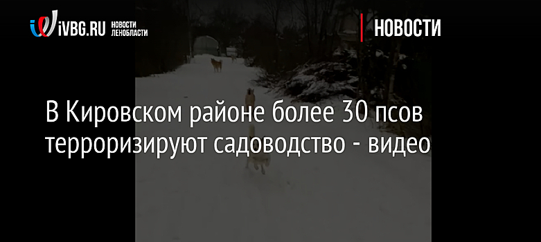 В Кировском районе более 30 псов терроризируют садоводство - видео