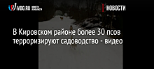 В Кировском районе более 30 псов терроризируют садоводство - видео