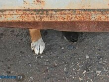 В Пензенской области определили новый очаг бешенства