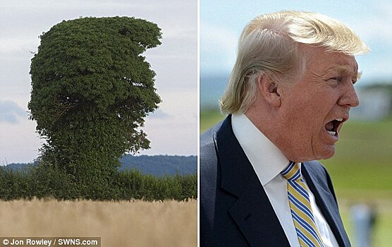 В Британии найдено похожее на Трампа дерево