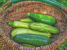 «Тещин язык» из кабачков: быстрая закуска на каждый день