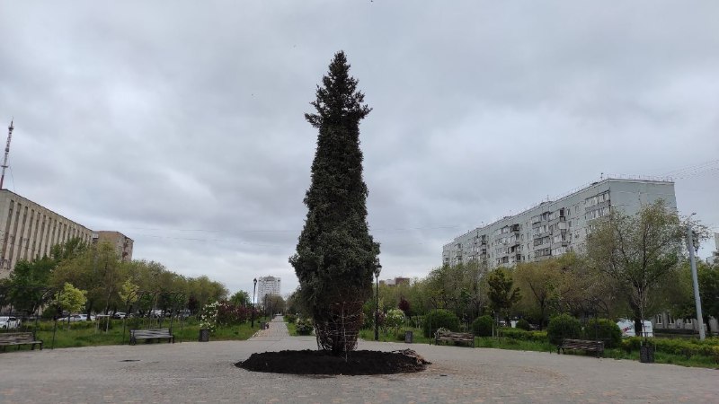 В Оренбурге в рамках месячника по благоустройству высаживают большие ели