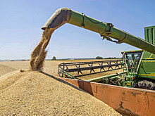 В Казахстане заявили о резком сокращении импорта российской пшеницы