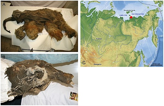 Ракообразные из черепа сибирского мамонта оказались обитателями степей