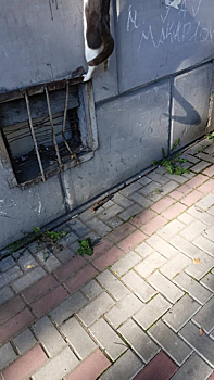 Кот попал за решетку в кузбасском городе