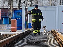 Бесценные специалисты: как работают собаки московских аварийно-спасательных отрядов