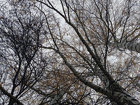 В Ижевске исследовали воздух на улицах Фруктовой, Сабурова и 10 лет Октября