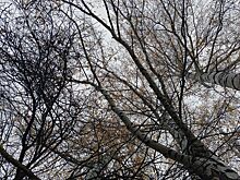 В Ижевске исследовали воздух на улицах Фруктовой, Сабурова и 10 лет Октября