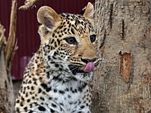 В Ботсване леопард чуть не съел ногу туриста