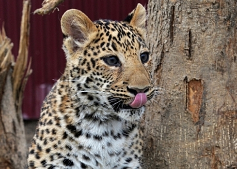 В Ботсване леопард чуть не съел ногу туриста