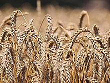 Китай разрешил ввоз российской пшеницы