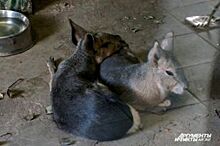 Пушистая любовь. Романтичные истории животных из пермского зоопарка