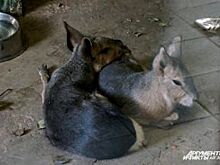 Пушистая любовь. Романтичные истории животных из пермского зоопарка