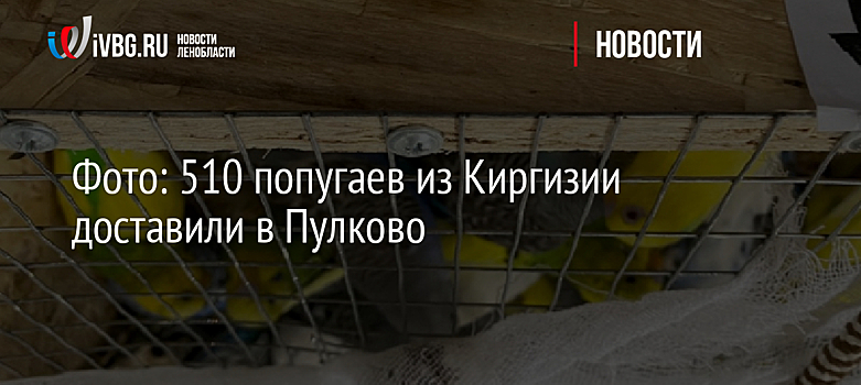 Фото: 510 попугаев из Киргизии доставили в Пулково