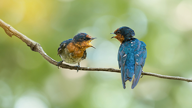 Все как у людей: более общительные птицы легче пробуют новое