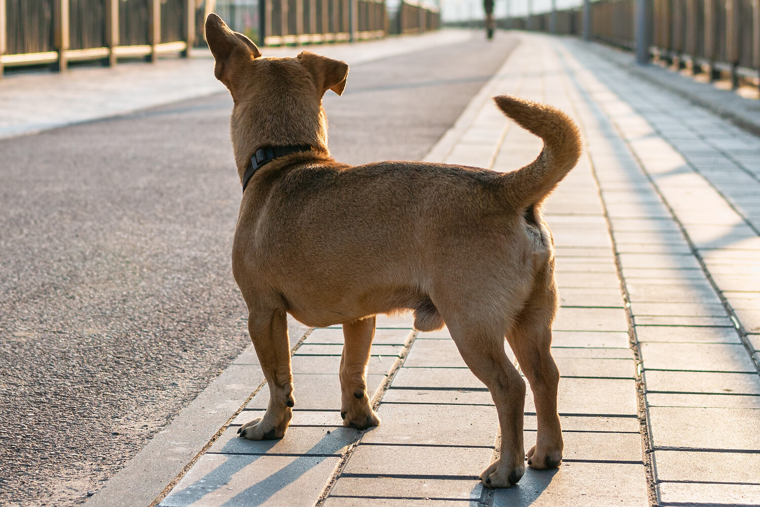 Mash: собака попала в ветклинику после того, как нашла закладку в Петербурге