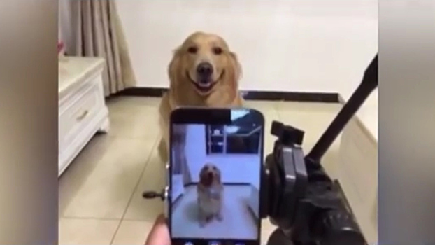 Пес улыбаться на камеру