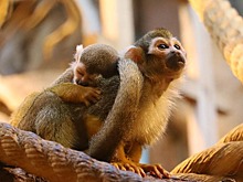 Беличий саймири родился в Московском зоопарке