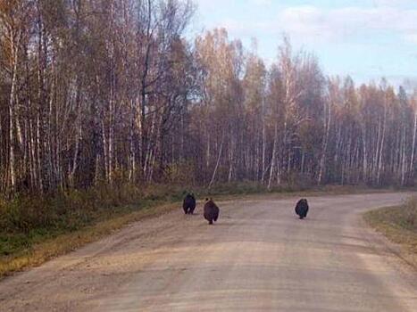 Три медведя: в Новосибирской области на сельскую дорогу вышли дикие звери
