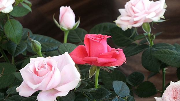 Розы укрыты, а мороза нет: как спасти кусты от выпревания