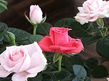 Розы укрыты, а мороза нет: как спасти кусты от выпревания