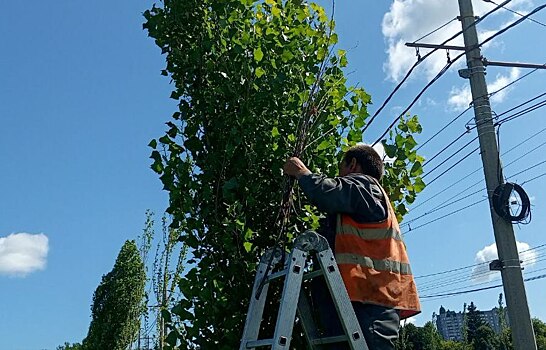 В Курске в прошлом году высадили 750 новых деревьев