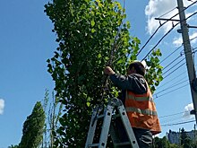 В Курске в прошлом году высадили 750 новых деревьев