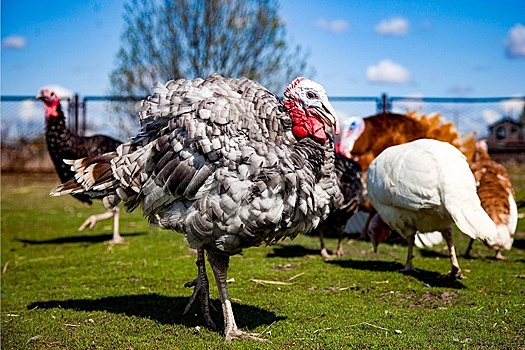 В Алтайском крае построят крупнейшую за Уралом птицефабрику