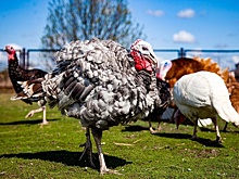 В Алтайском крае построят крупнейшую за Уралом птицефабрику