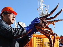 Россия наращивает экспорт рыбопродукции, но отрасли нужны реформы