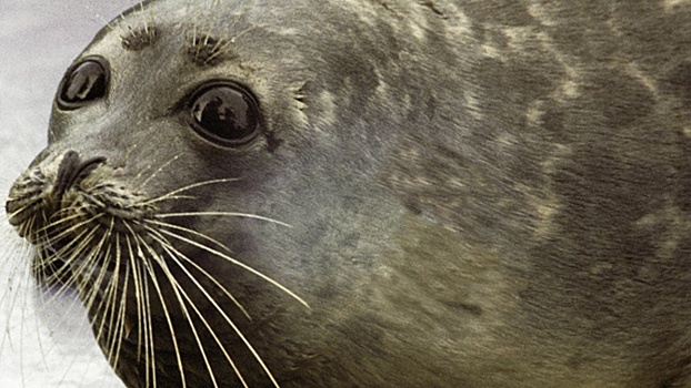 В Дагестане резко возросло число погибших редких тюленей 
