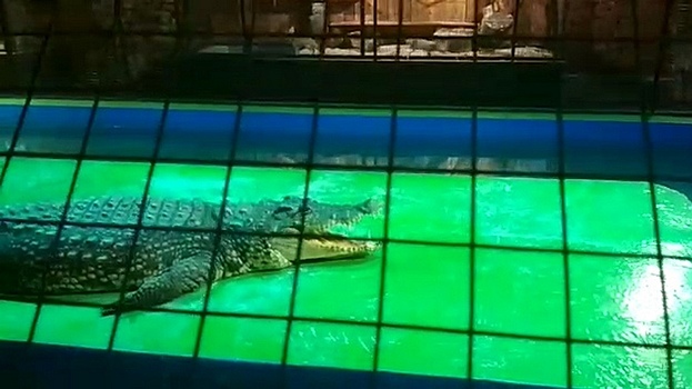 Крокодил уголовника из Вологодской области будет жить под Москвой