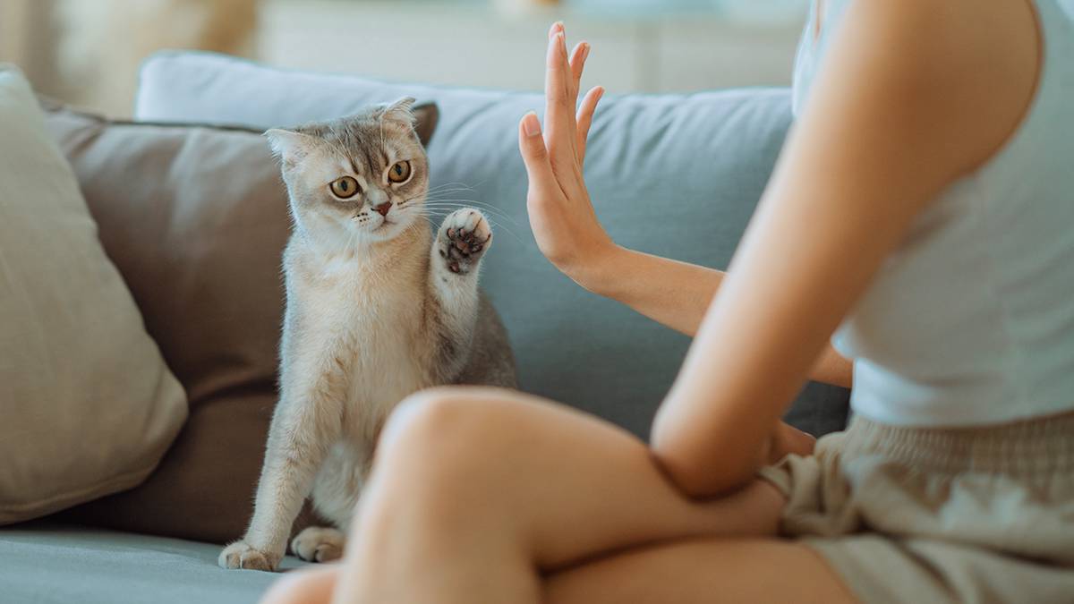 Россияне рассказали, зачем заводят кошек