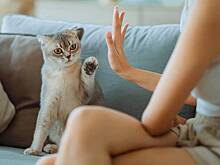 Россияне рассказали, по какой причине заводят кошек