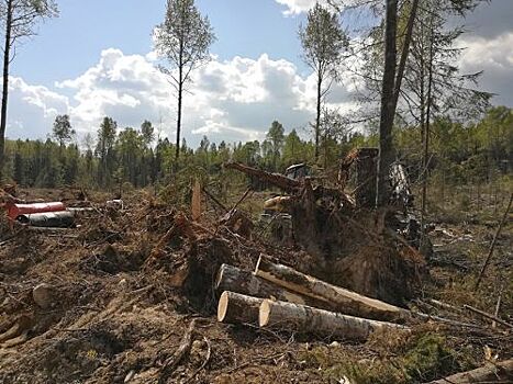 В микрорайоне Марьино массово вырубают леса