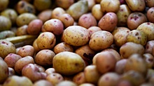 Торговым сетям указали на выгоды от продажи картофеля малого размера