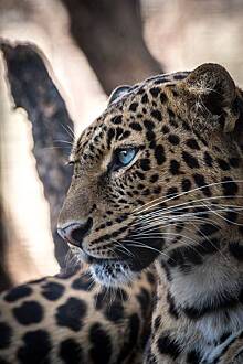 В Кавказском заповеднике выпустили в дикую природу самку леопарда