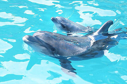 Более 130 дельфинов выбросились на пляж на западе Африки