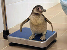 В Приморском океанариуме пингвины из Чехии распробовали корюшку и мойву