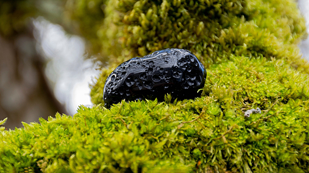 Следы древней космической катастрофы нашли в музее