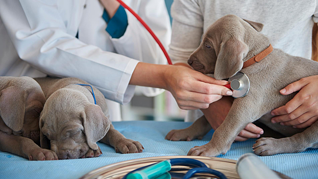 Названы самые популярные прозвища для домашних животных в Москве — некоторые вас удивят