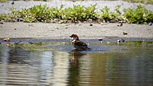 Купаться в Заречном можно лишь в одном водоеме