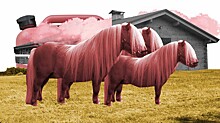 Девять пони сгорели на ранчо «Идальго» в Ленобласти. Ранчо находится на месте конюшни, владельцы которой съехали из-за поджогов