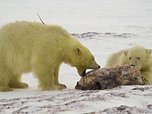 Известный тревел-блогер намерен отыскать потерявшихся медведей Хару и Савэя на Ямале
