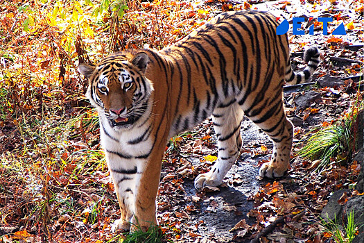 Последние новости - Лениво мычащий в присутствии добычи амурский тигр попал на к