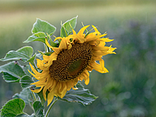 Правительство продлило экспортные пошлины на подсолнечник и продукты его переработки до 2028 года