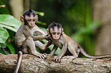 Выявлен первый случай заражения оспой обезьян ребенка